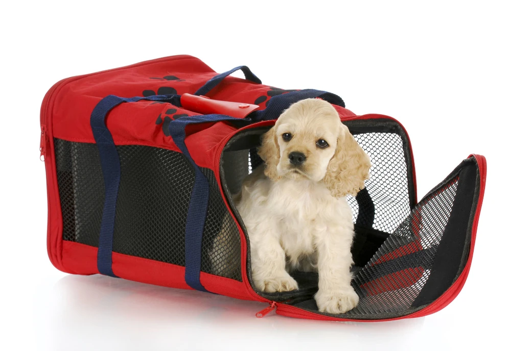 transporte de mascotas